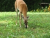 20090707_IMG_0150.jpg