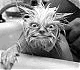 bmcoll.gif