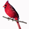 cardinal.jpg