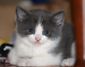 cat1.jpg