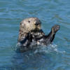 seward-otter-l.jpg