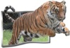 tiger.jpg