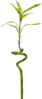 bamboo.png