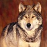 72wolf